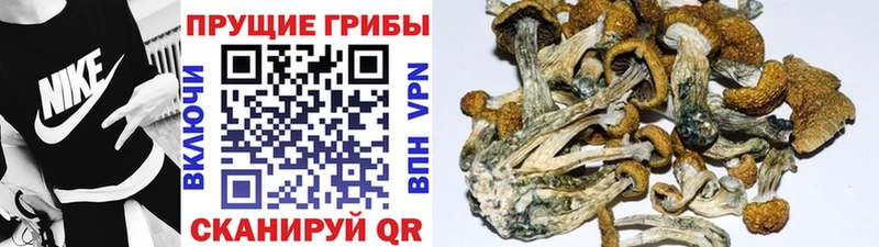 Псилоцибиновые грибы Psilocybe  Урай 